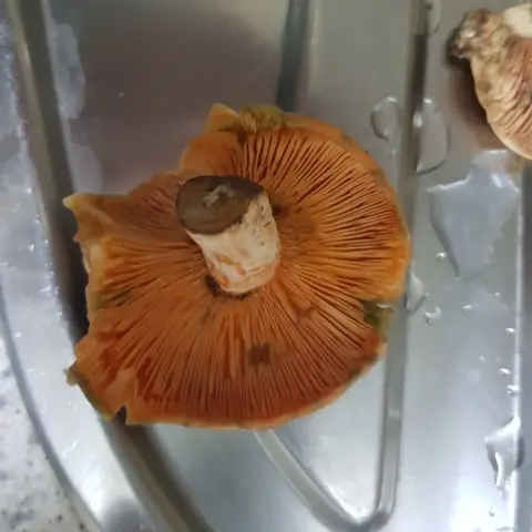 Níscalo (Lactarius deliciosus) cerca de Serranía de Cuenca, octubre de 2022