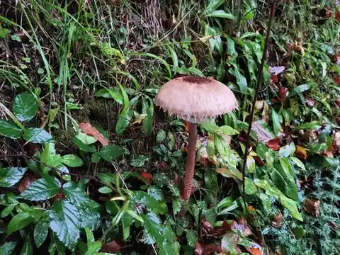 Parasol (Macrolepiota procera) cerca de Pirineo Navarro, noviembre de 2023