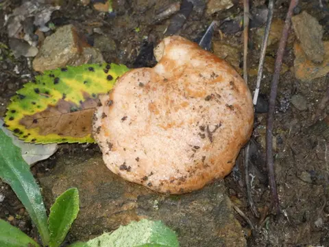 Níscalo (Lactarius deliciosus) cerca de Sierra de Gredos, noviembre de 2023
