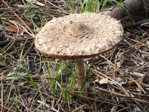 Parasol (Macrolepiota procera) cerca de Sierra de Gredos, noviembre de 2023