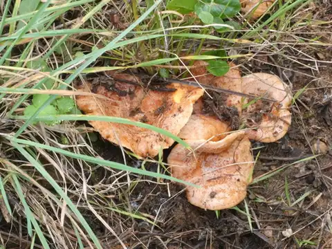Níscalo (Lactarius deliciosus) cerca de Sierra de Gredos, noviembre de 2023
