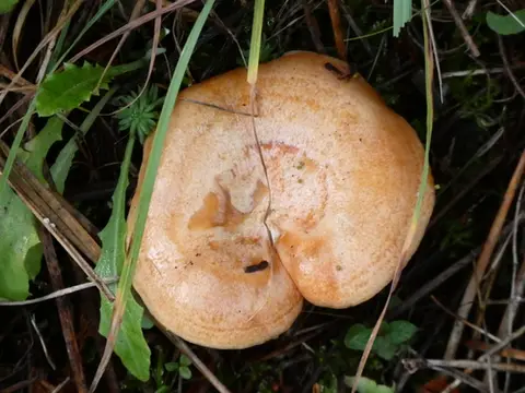 Níscalo (Lactarius deliciosus) cerca de Sierra de Gredos, noviembre de 2023