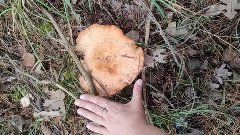 Níscalo (Lactarius deliciosus) cerca de Pinares de Soria, octubre de 2024