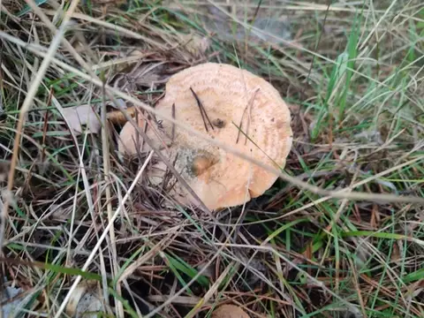 Níscalo (Lactarius deliciosus) cerca de Pinares de Soria, octubre de 2024