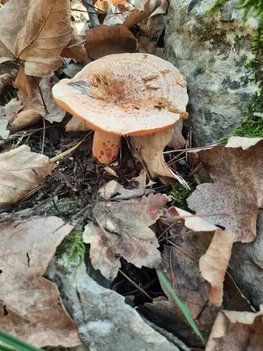 Níscalo (Lactarius deliciosus) cerca de Berguedà, noviembre de 2024