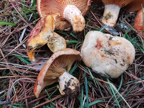 Níscalo (Lactarius deliciosus) cerca de Serranía de Cuenca, noviembre de 2024