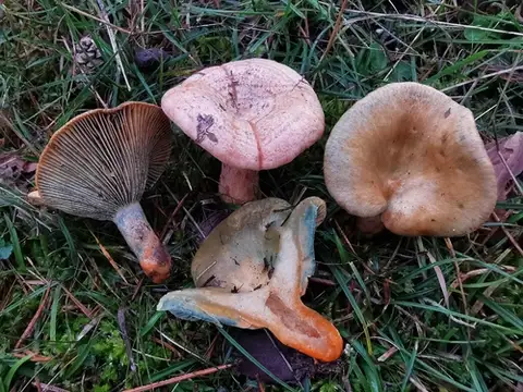 Níscalo (Lactarius deliciosus) cerca de Serranía de Cuenca, noviembre de 2024