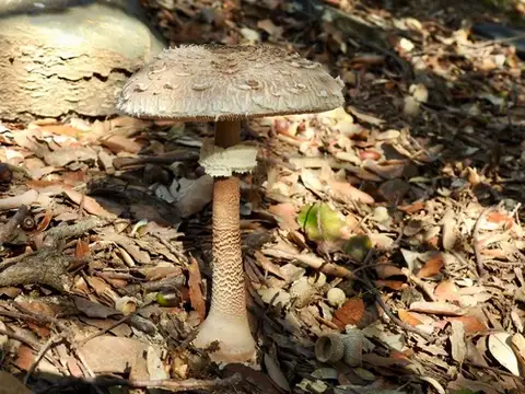 Parasol (Macrolepiota procera) cerca de Montseny, noviembre de 2024