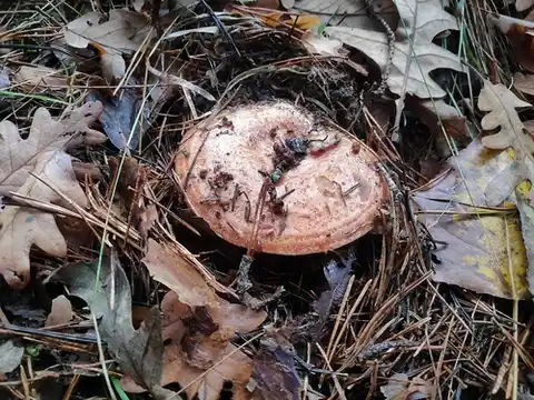 Níscalo (Lactarius deliciosus) cerca de Valle de Lozoya, noviembre de 2024