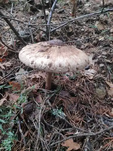 Parasol (Macrolepiota procera) cerca de Valle de Lozoya, noviembre de 2024