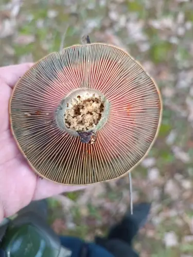 Níscalo (Lactarius deliciosus) cerca de Valle de Lozoya, noviembre de 2024