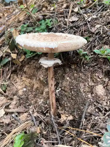 Parasol (Macrolepiota procera) cerca de Montseny, octubre de 2025