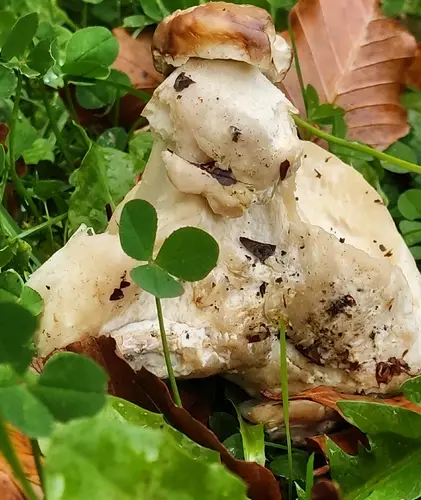 Boletus (Boletus edulis) cerca de Pirineo Navarro, octubre de 2025