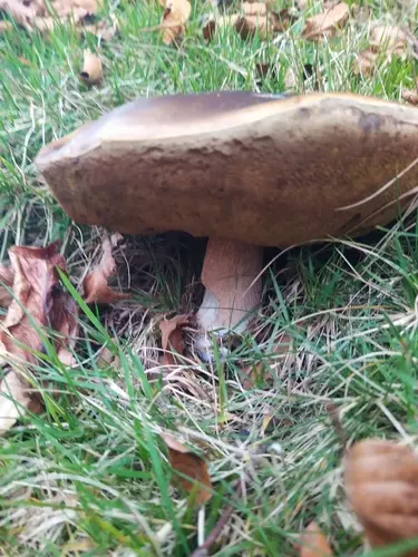 Boletus (Boletus edulis) cerca de Pirineo Navarro, octubre de 2025