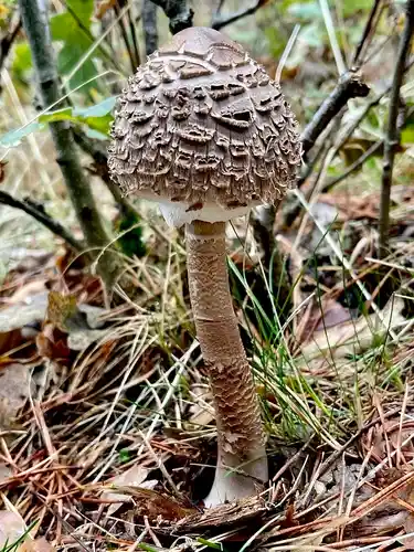 Parasol (Macrolepiota procera) cerca de Sierra de Guadarrama, octubre de 2025