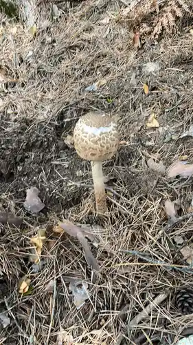 Parasol (Macrolepiota procera) cerca de Sierra de Guadarrama, noviembre de 2025