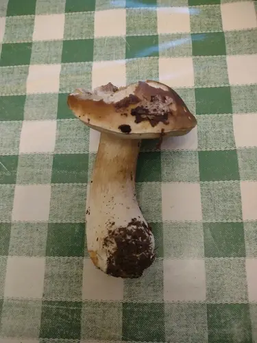 Boletus (Boletus edulis) cerca de Sierra de la Demanda, noviembre de 2025