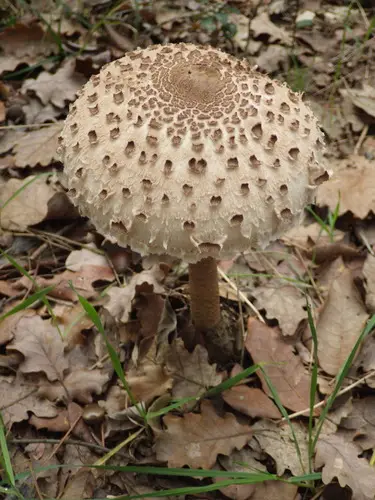 Parasol (Macrolepiota procera) cerca de Montseny, noviembre de 2025