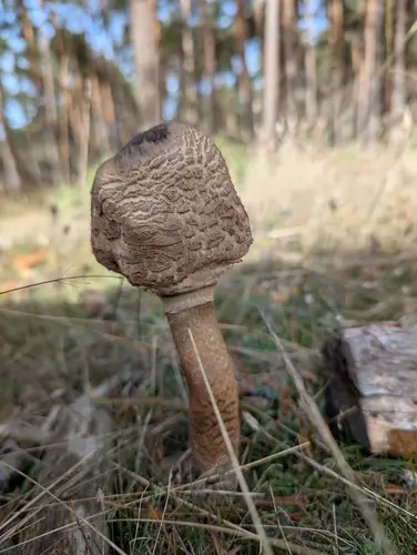 Parasol (Macrolepiota procera) cerca de Pinares de Soria, noviembre de 2025