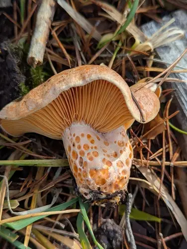 Níscalo (Lactarius deliciosus) cerca de Pinares de Soria, noviembre de 2025
