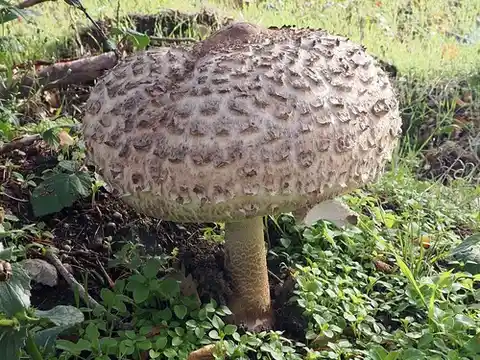 Parasol (Macrolepiota procera) cerca de Valle de Lozoya, noviembre de 2025