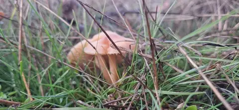 Senderuela (Marasmius oreades) cerca de Sierra de Guadarrama, noviembre de 2025