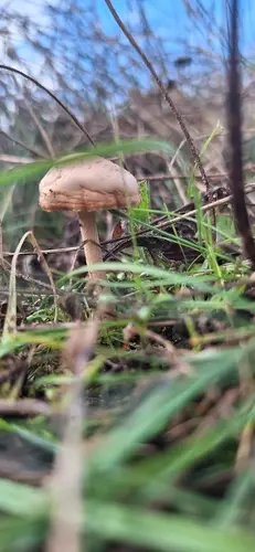 Senderuela (Marasmius oreades) cerca de Sierra de Guadarrama, noviembre de 2025