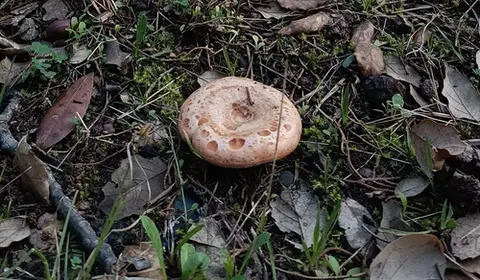 Níscalo (Lactarius deliciosus) cerca de Montseny, noviembre de 2024