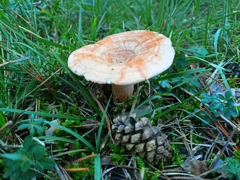 Níscalo (Lactarius deliciosus) cerca de Berguedà, noviembre de 2022
