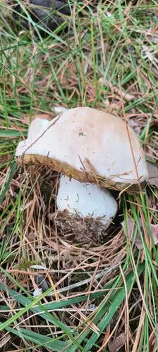 Boletus (Boletus edulis) cerca de Pinares de Soria, octubre de 2026