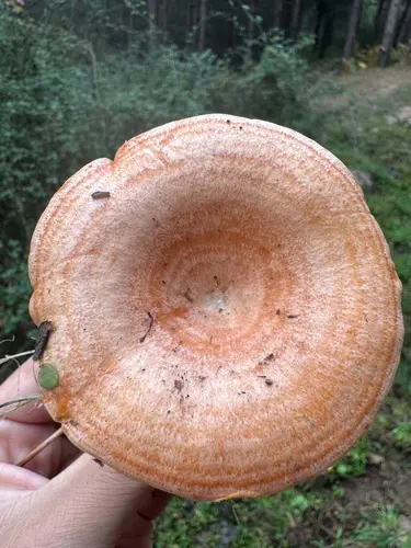 Níscalo (Lactarius deliciosus) cerca de Pinares de Soria, octubre de 2026