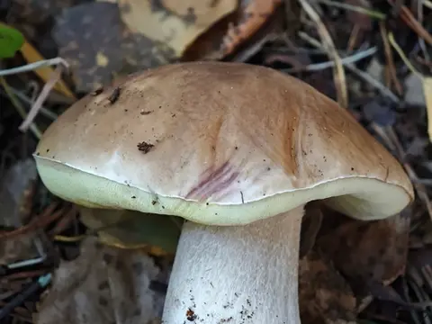 Boletus (Boletus edulis) cerca de Valle de Lozoya, octubre de 2026
