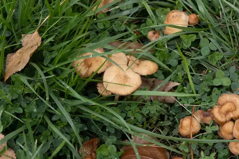 Senderuela (Marasmius oreades) cerca de Valle de Lozoya, octubre de 2026