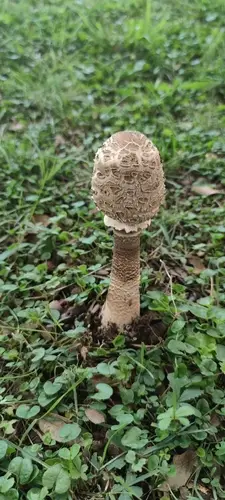 Parasol (Macrolepiota procera) cerca de Montseny, octubre de 2026