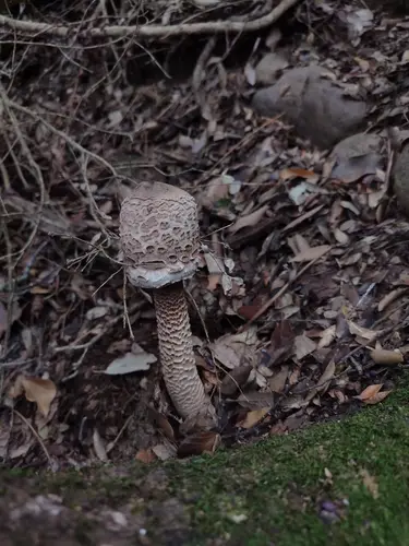 Parasol (Macrolepiota procera) cerca de Montseny, octubre de 2026