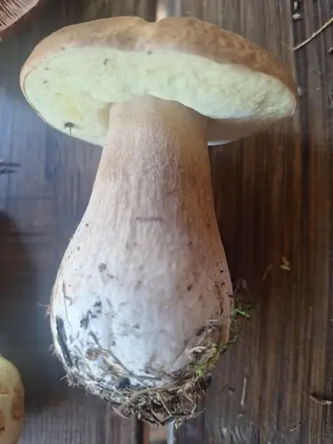 Boletus (Boletus edulis) cerca de Sierra de Albarracín, octubre de 2026