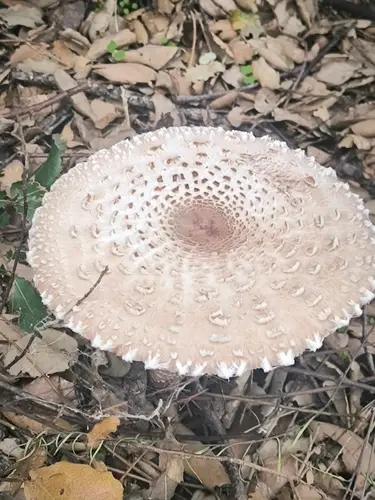 Parasol (Macrolepiota procera) cerca de Sierra de Espadán, octubre de 2026