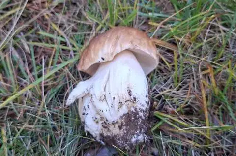 Boletus (Boletus edulis) cerca de Sierra de Albarracín, octubre de 2026
