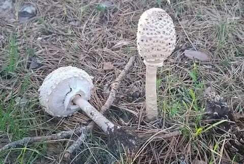 Parasol (Macrolepiota procera) cerca de Sierra de Albarracín, octubre de 2026