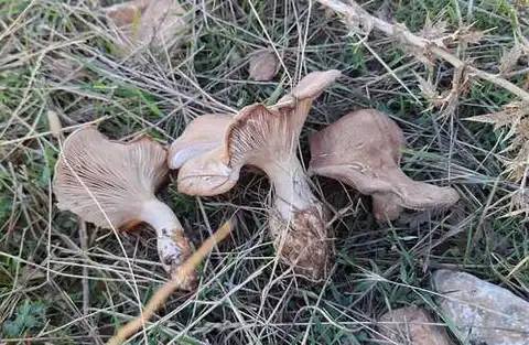 Seta de cardo (Pleurotus eryngii) cerca de Sierra de Albarracín, octubre de 2026