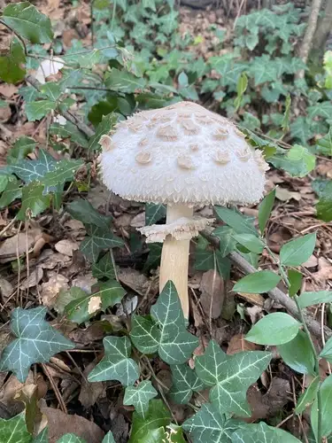 Parasol (Macrolepiota procera) cerca de Montseny, octubre de 2026