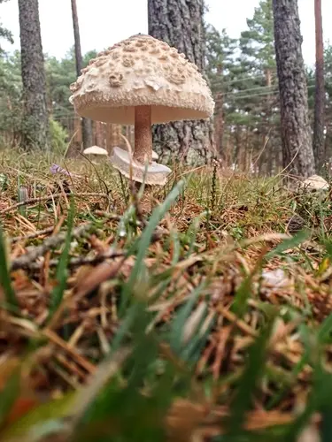 Parasol (Macrolepiota procera) cerca de Pinares de Soria, octubre de 2026
