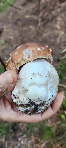 Boletus (Boletus edulis) cerca de Berguedà, octubre de 2026