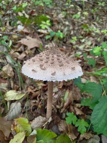 Parasol (Macrolepiota procera) cerca de Pirineo Navarro, octubre de 2026