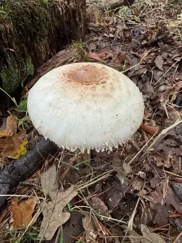 Parasol (Macrolepiota procera) cerca de Valle de Lozoya, octubre de 2026