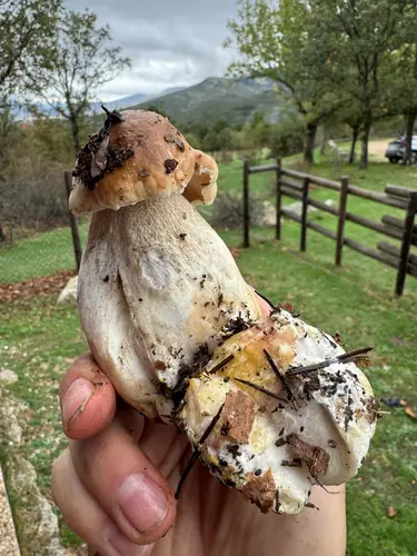 Boletus (Boletus edulis) cerca de Valle de Lozoya, octubre de 2026