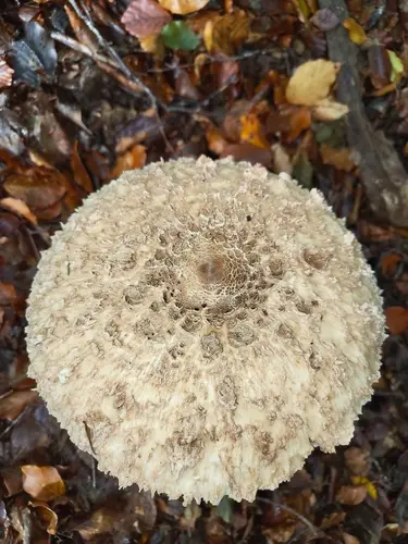 Parasol (Macrolepiota procera) cerca de Pirineo Navarro, octubre de 2026