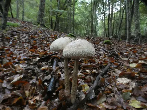 Parasol (Macrolepiota procera) cerca de Sierra de la Demanda, octubre de 2026