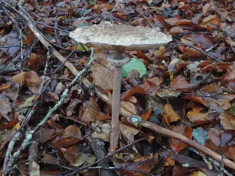 Parasol (Macrolepiota procera) cerca de Pirineo Navarro, octubre de 2026
