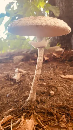 Parasol (Macrolepiota procera) cerca de Sierra de Gredos, octubre de 2026